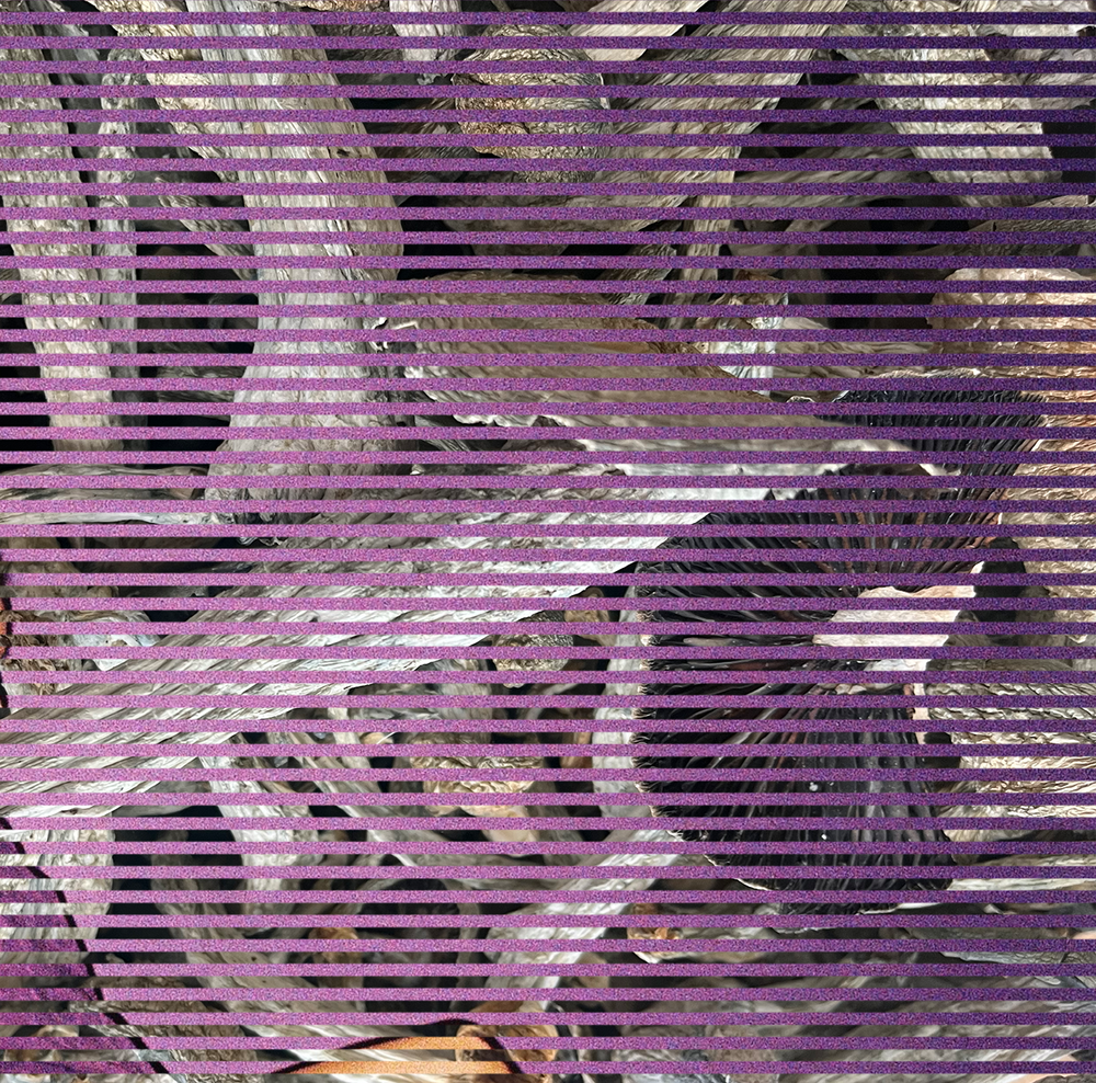 graphic with thin purple lines woven over THRASHER magic mushrooms