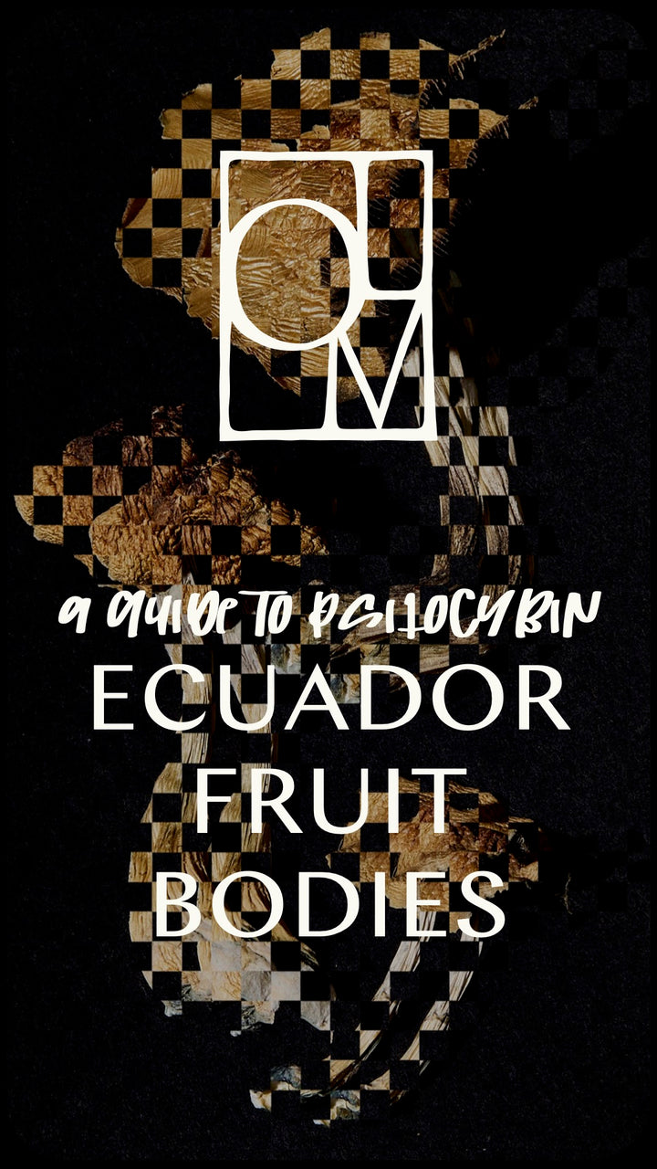 'Ecuador' Fruit Bodies, Guide +✨GIFT✨